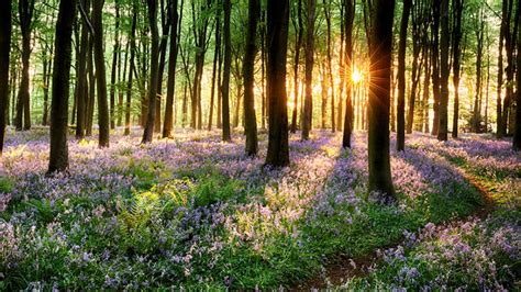 Wooded Areas To Explore In Norfolk