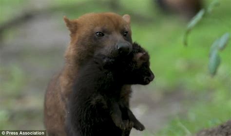 Bush Dog Pups Emerge From Den For The First Time At Chester Zoo Daily