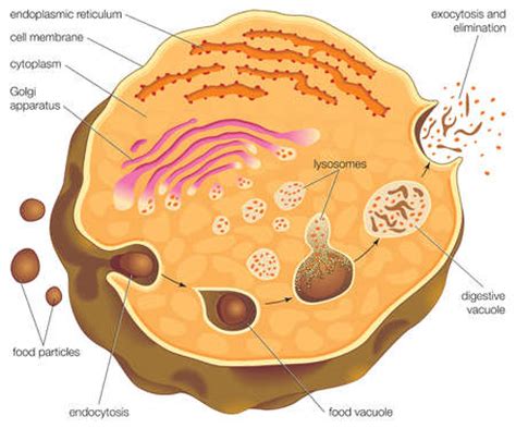 Stock Illustration - Diagram illustrating intracellular ...