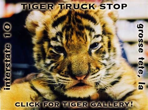 Now, even with a camel, the truck stop can't seem to avoid animal drama. Live tiger doesn't belong at truck stop, says La. lawsuit ...