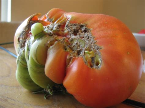How To Identify Treat And Prevent Catfacing On Tomatoes And Strawberries