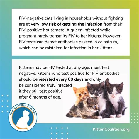 Understanding Feline Immunodeficiency Virus Fiv Transmission And