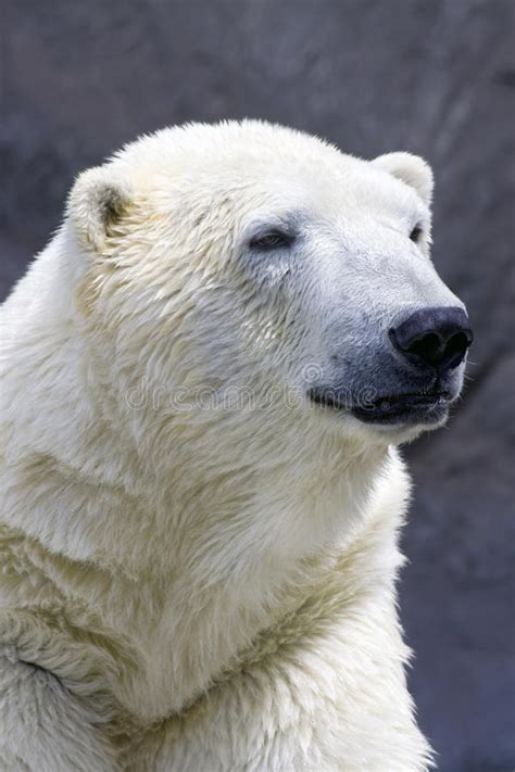 Polar Bear Portrait Stock Image Image Of Dangerous Power 19075599