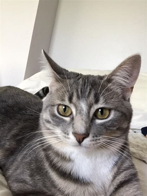 Lost Cat Domestic Short Hair In Sandusky Oh Lost My Kitty