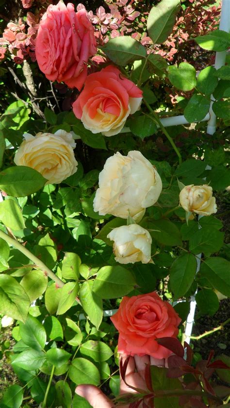 A Climbing Rose That I Am Growing On An Arch It Will Be