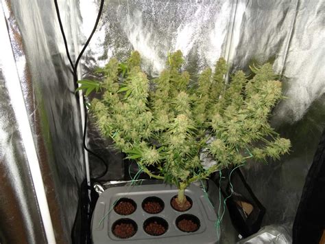How Many Cannabis Plants Should I Grow For The Biggestfastest Yields