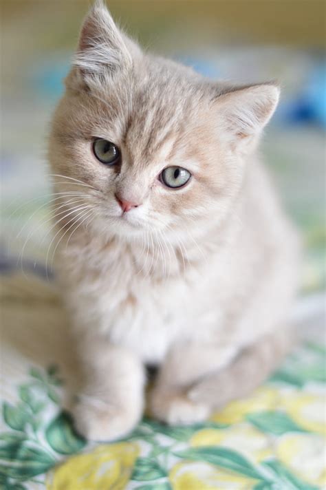 Find images of orange kitten. Royalty-Free photo: Orange kitten in tilt-shift ...