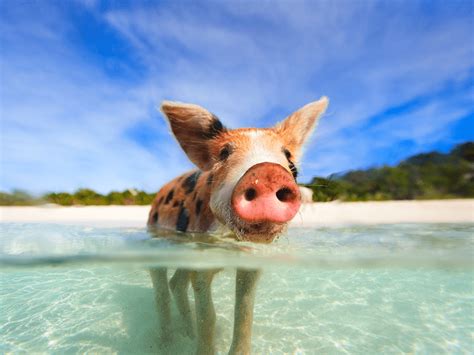How To Swim With Pigs In The Bahamas