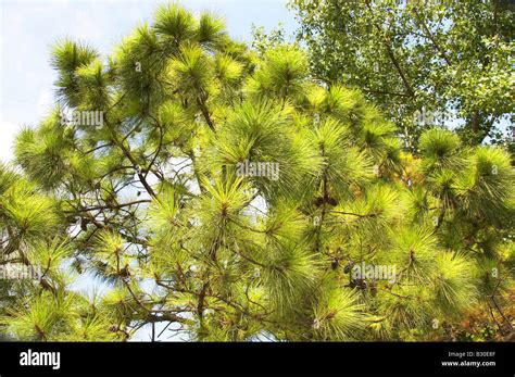 White Pine Tree Michigan Hi Res Stock Photography And Images Alamy