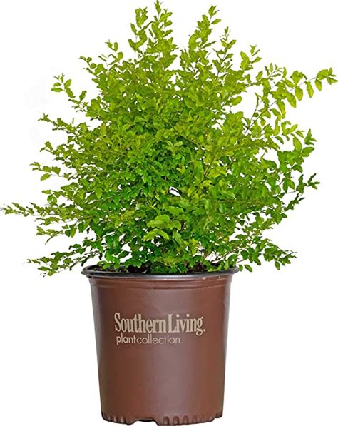 Sunshine Ligustrum 2 Gallon Evergreen Shrub With Bright Yellow Foliage Full Sun