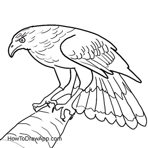 How to draw the bald eagle? Bald Eagle Easy Drawing at GetDrawings | Free download
