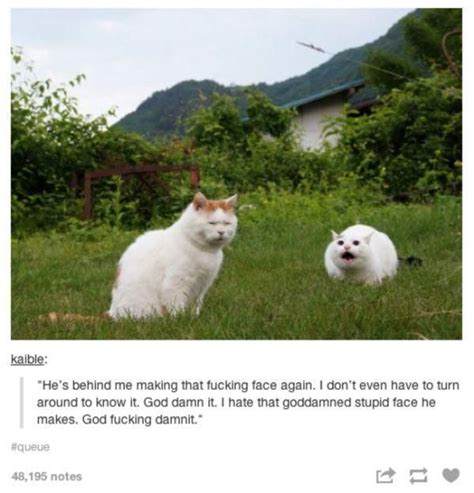 4 Tumblr Should Comment On Every Animal 22 Photos Thechive Funny
