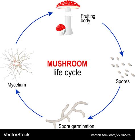 Mushroom Life Cycle From Spores To Mycelium Vector Image