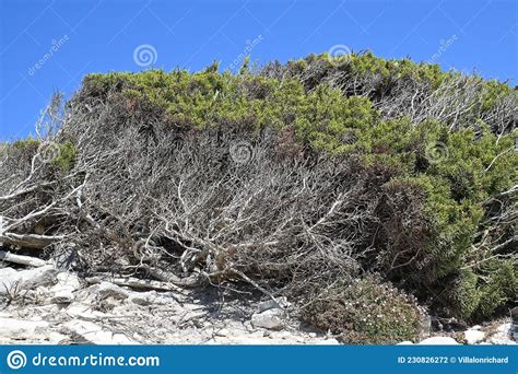 Bushes Of The Corsican Maquis In Summer Stock Photo Image Of