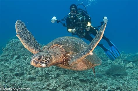 Underwater Hawaii Gallery Underwater Photographer Underwater Scuba Diving