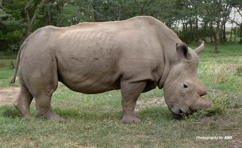 Sudan The Last Male Northern White Rhino World S Last Male Northern