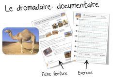 Bout De Gomme Le Dromadaire French Resources Innovation Grands Preschool Teacher Education