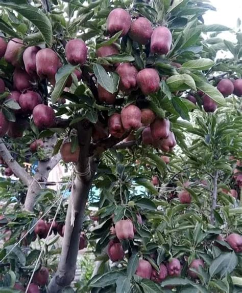 What Is A High Density Apple Orchard Kashmiri Apple Jkmint