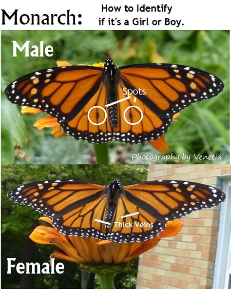 Monarch Identification Chart Boy Or Girl Male Or Female Easy To Tell