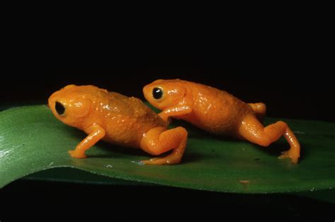 Af002922 Two Gold Frogs Brachycephalus Ephippium On A Le Flickr