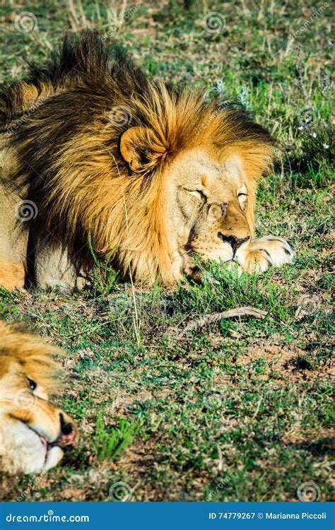 Big Male Lion Laying Down On An African Savanna During Sunset Stock