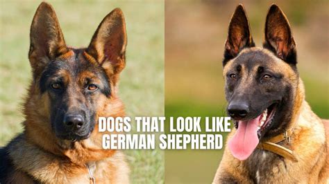 Dogs That Look Like German Shepherd Top 10 Breeds Gsd Colony