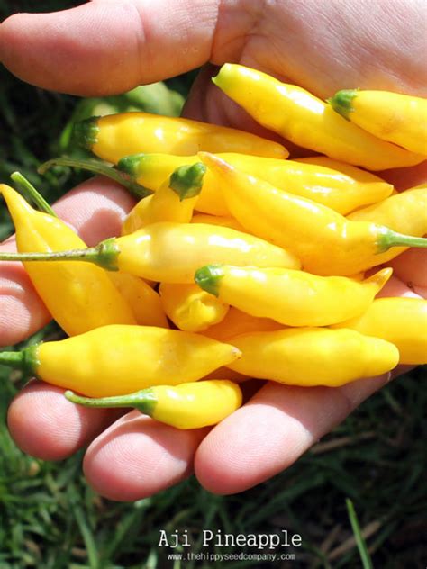Aji Pineapple Chilli Seed From The Hippy Seed Company