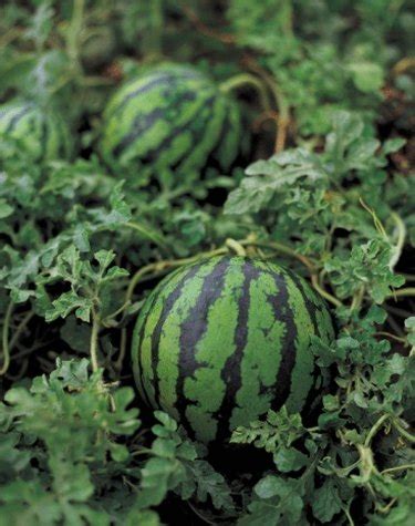 The chain initially grew in the mountains of north carolina and rural areas of virginia, but, starting in the late 1990s, it expanded in metropolitan areas of north carolina and south carolina. What Type of Fertilizer Does Watermelon Take to Grow Right ...