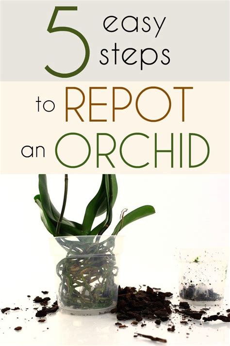 How to repot a plant 5 Easy Steps To Repot An Orchid | Repotting orchids ...
