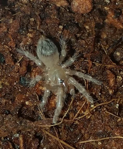 Like all representatives of the nhandu genus, it inhabits the savannas and pampas of brazil. Nhandu-coloratovillosus-for-sale