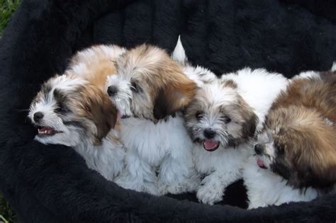 Photos Maltese Shih Tzu Mix Puppies Male Maltese Puppy For Sale