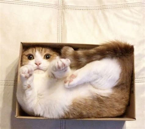 Beautiful Cat Loves Chilling In A Box Cat Box Catsloveboxes Roliga