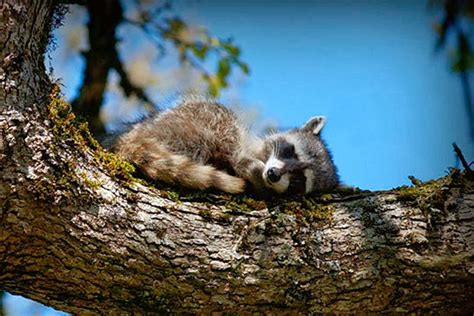 Do Raccoons Hibernate In Winter Hibernation For Kids Ency123