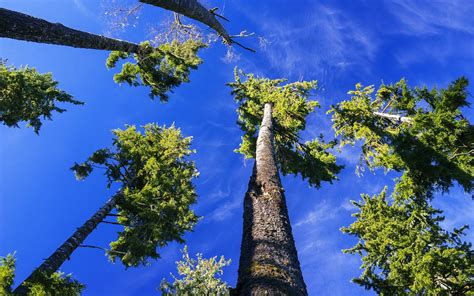 High Trees Sky Blue Clouds Landscapes Nature Jungle Earth