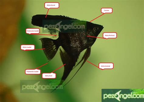 Características del Pez Angel | Pterophyllum Escalar