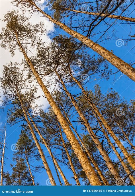Day Landscape Of Pine Trees In The Spring Summer Forest With A Bright