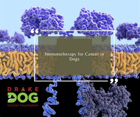 Harnessing The Power Of Immunotherapy For Cancer In Dogs Drake Dog