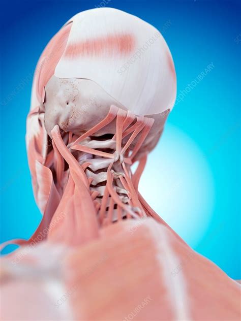 Human Neck Muscles Stock Image F0158231 Science Photo Library