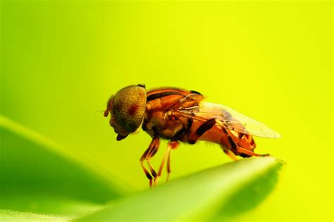 Close Up Yellow Fly On A Leaf Free Stock Photo Public Domain Pictures