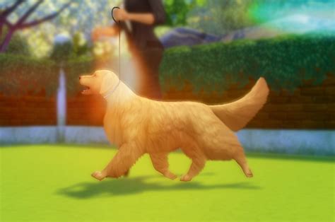 Willowsims18 Golden Retriever Poses 6 Large Ts4 Pets Cc Finds