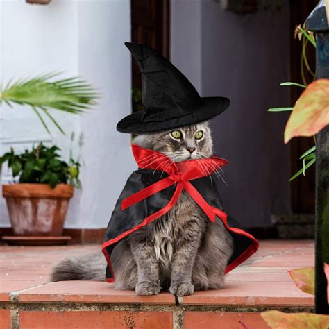 Vampire Cape And Hat Cat Costume Best Cat Costumes For Halloween 2020