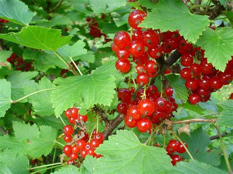Fruit Warehouse Redcurrant Ribes Rubrum