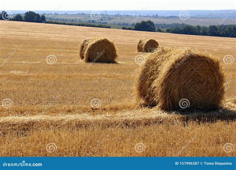 Straw Bales On A Farm Field Harvestingfarm Concept Stock Image