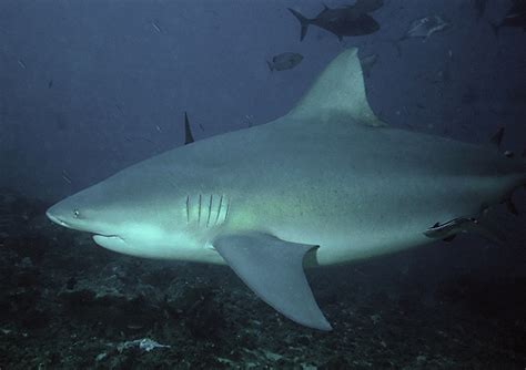 The species, which lurks on the city's doorstep, has been implicated in attacks on swimmers in canals and. Bull shark - Wikipedia