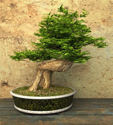 54 Pictures Of Bonsai Trees By Style And Shape
