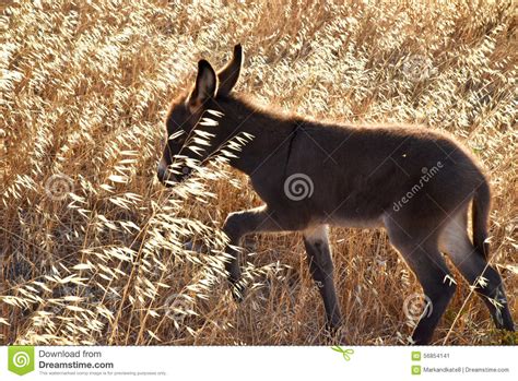 Baby Donkey In A Field Stock Image Image Of Donkey Foal 56854141