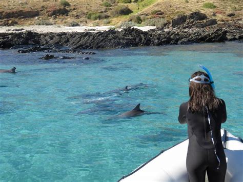 Kangaroo Island Ocean Safari Snorkel With Dolphins