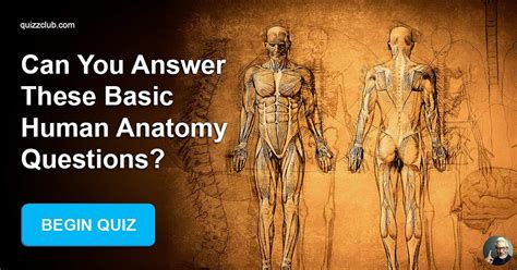 Can You Answer These Basic Human Trivia Quiz QuizzClub