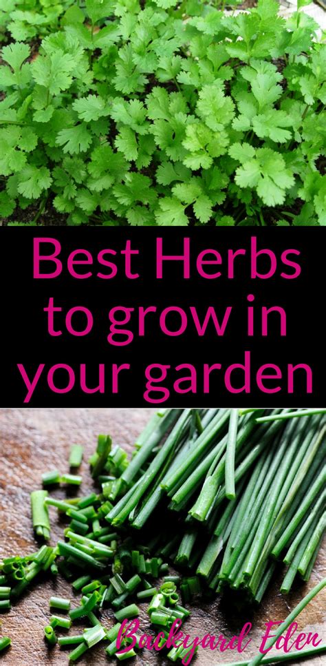 Best Herbs To Grow In Your Garden Backyard Eden