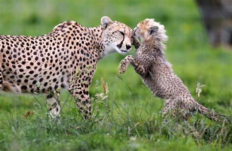 People In The Uae Will No Longer Be Able To Keep Cheetahs And Tigers As